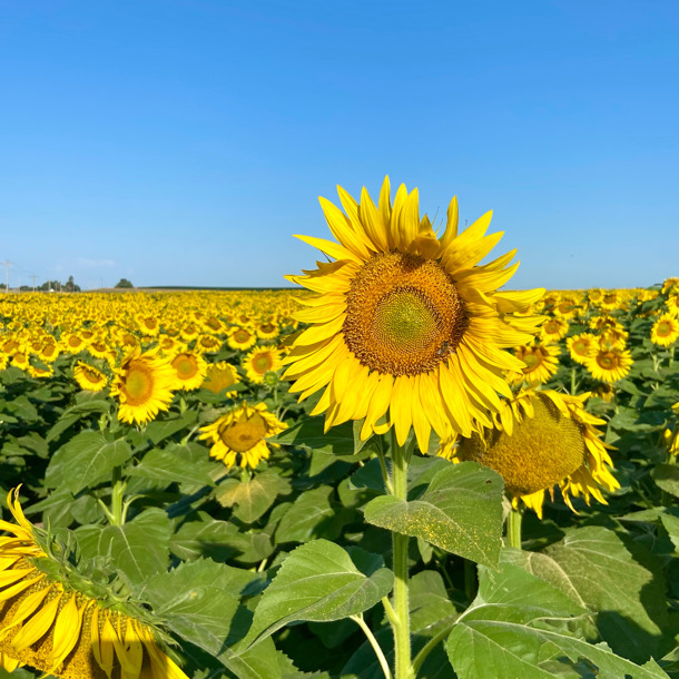 2025 Simply Sunflower Field Day